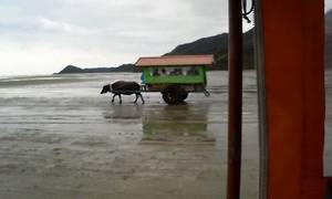 由布島の水牛