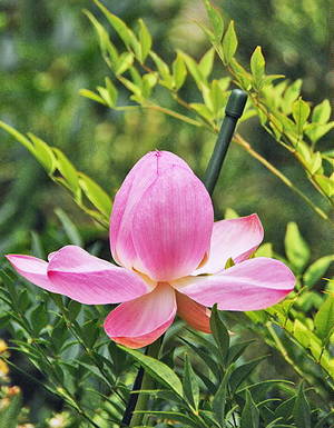 2000年前のハスの花