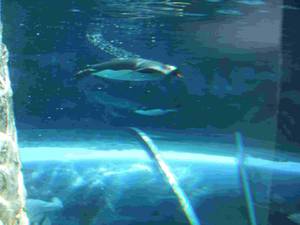 旭山動物園で゛水中を泳ぐペンギン