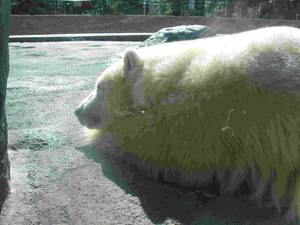 一休みする北極熊