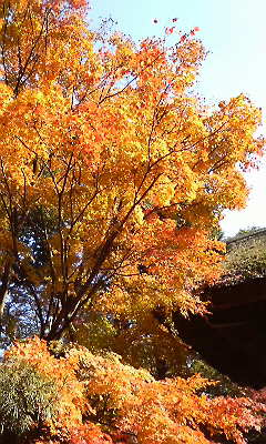 平林寺の紅葉