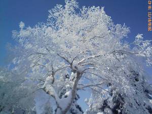 雪をかぶったツリー