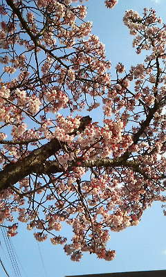 熱海駅の桜3