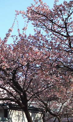 熱海駅の桜その5