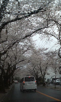 伊豆高原の桜４／１
