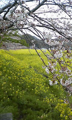 南伊豆町の菜の花畑と７分咲きの桜