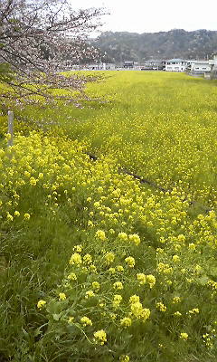 南伊豆町の菜の花畑と７分咲きの桜その２