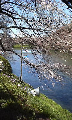 ３月３０日の千鳥が淵の桜