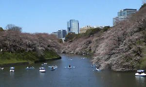 ３月３０日の千鳥が淵の桜と遠景