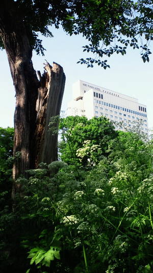 北海道大学植物園から京王プラザホテルを望む