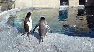 空を飛んで一休み中のペンギン