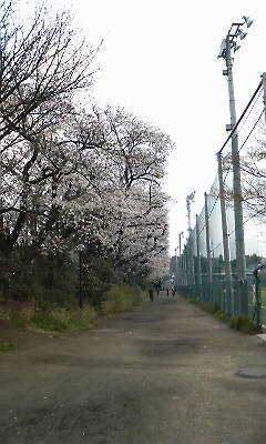 慶応の桜