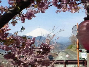 富士に桜はよく似合う