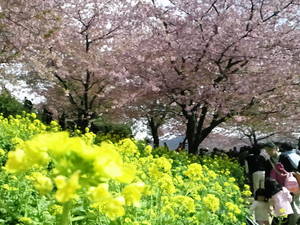 菜の花と川津桜