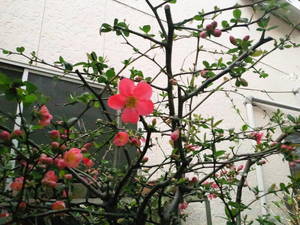 ボケの花