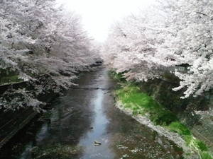 満開の恩田川