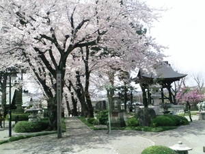 東雲寺境内のさくら