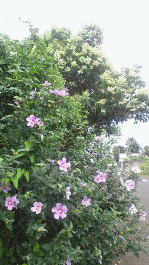 ムクゲの花と栗の花
