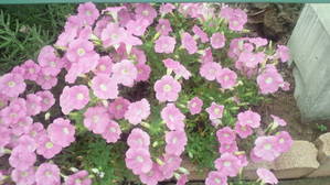花1