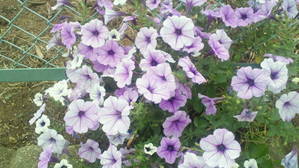 花2
