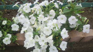 花3