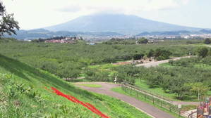 りんご園の築山からの眺め
