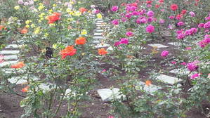 港の見える丘・公園にて＜バラの花>