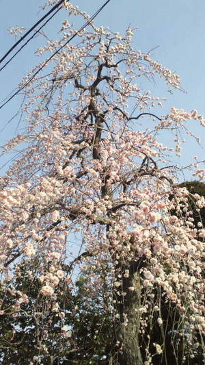 枝垂れ梅