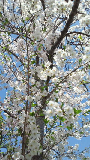 長者原の桜