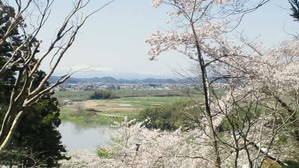 登米市の桜