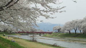 斉内川堤の桜