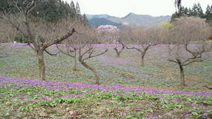 仙北市「かたくり群生の郷」