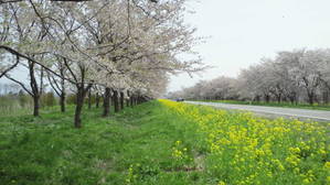 大潟村「桜・菜の花ロード」