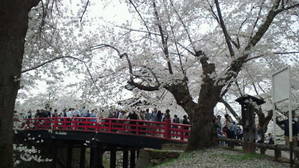 弘前城の桜