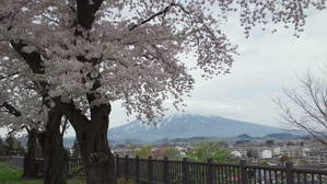 岩木山と桜