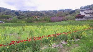 福島「花見山」