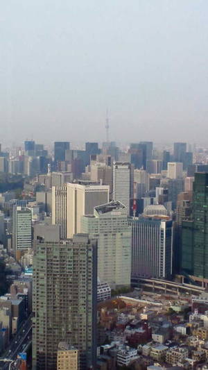 遠くにスカイツリーを望む