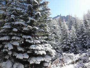 雪に包まれた樹木