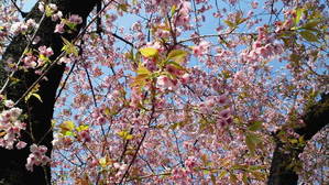 興禅寺の桜