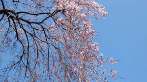 興禅寺のしだれ桜