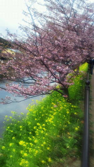 河津桜