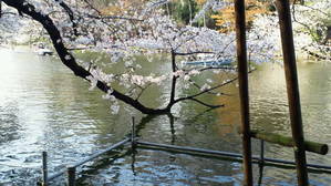湖面に映える桜
