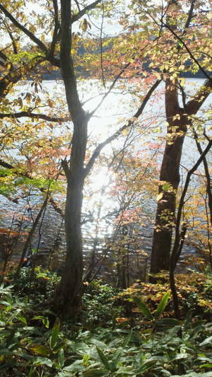 湖の紅葉