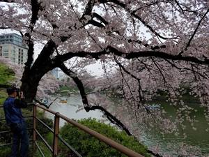 満開の千鳥が淵