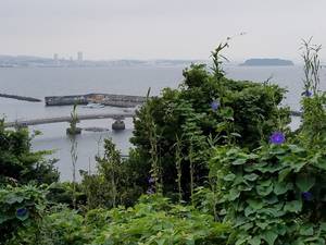 横須賀港と猿島