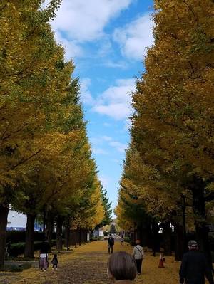 銀杏並木