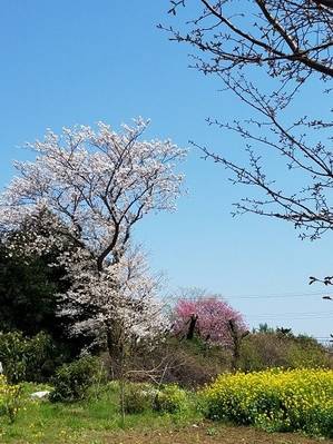 近所の桜