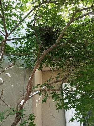 鳩の巣