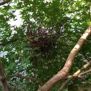 鳩の巣その2