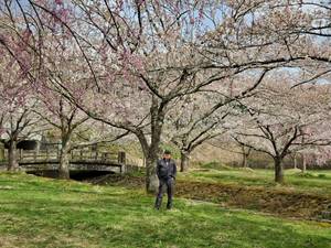 阿仁合駅の桜